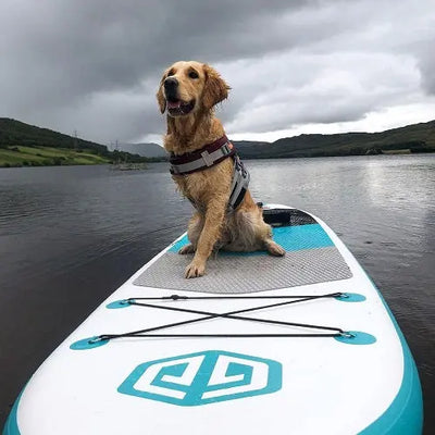 How to Paddle Board with Your Dog - Goosehill SUP